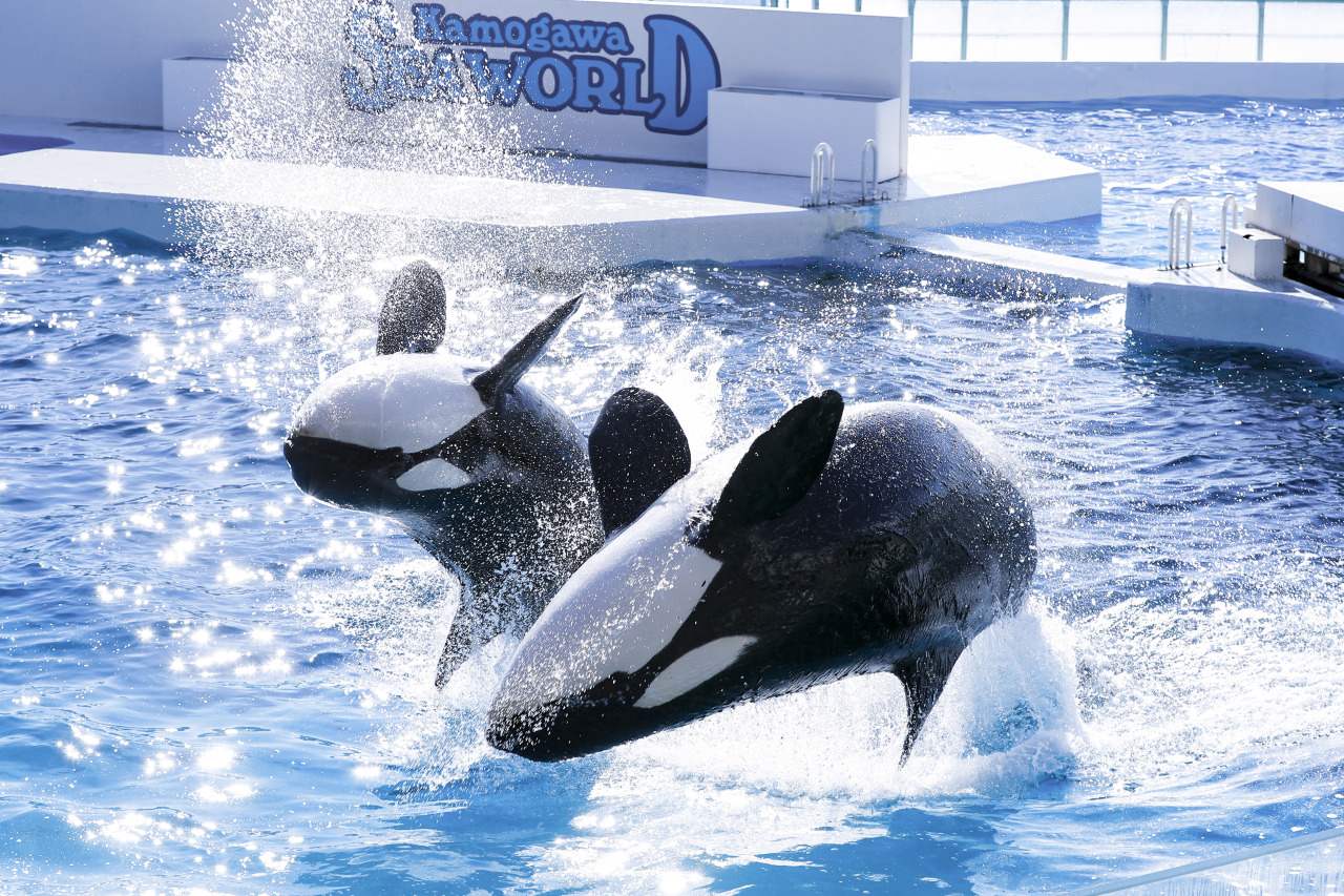 鴨川シーワールド 水族館展示